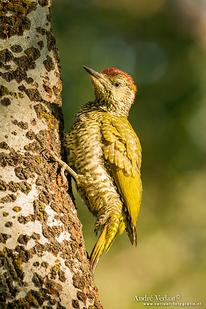 Groene Specht / Green Woodpecker - Tiszagyenda