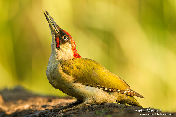 Groene Specht / Green Woodpecker - Tiszagyenda