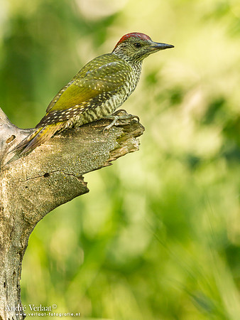 Groene Specht / Green Woodpecker - Tiszagyenda