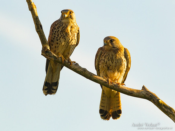 Torenvalk / Kestrel - Tiszagyenda