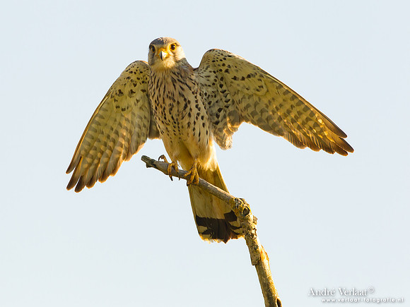 Torenvalk / Kestrel - Tiszagyenda