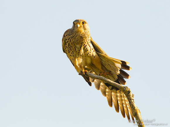 Torenvalk / Kestrel - Tiszagyenda