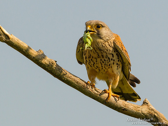 Torenvalk / Kestrel - Tiszagyenda