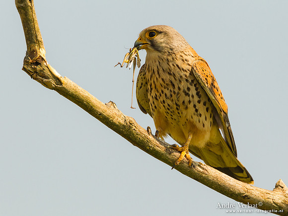 Torenvalk / Kestrel - Tiszagyenda