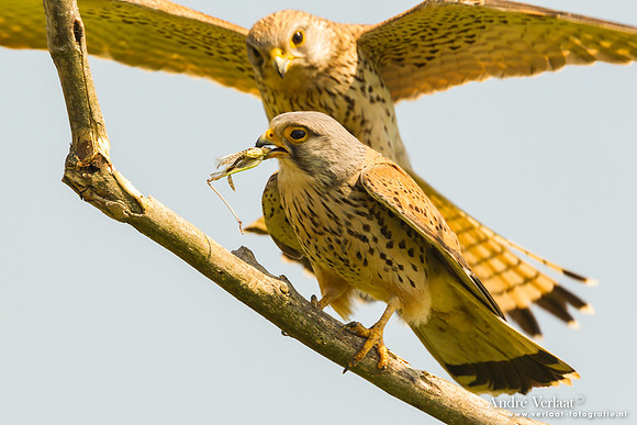 Torenvalk / Kestrel - Tiszagyenda