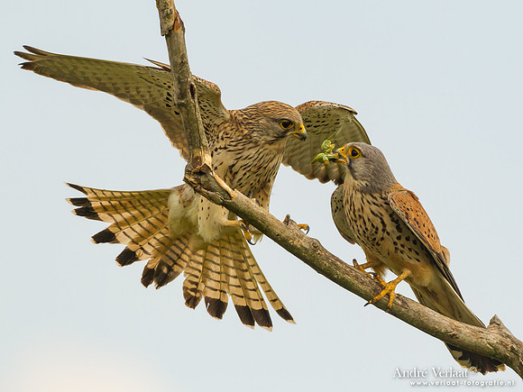 Torenvalk / Kestrel - Tiszagyenda