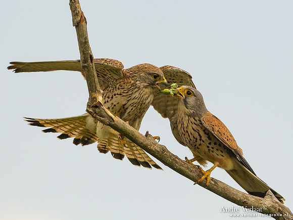 Torenvalk / Kestrel - Tiszagyenda