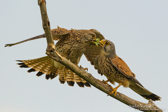 Torenvalk / Kestrel - Tiszagyenda