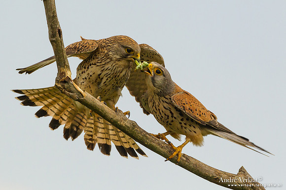 Torenvalk / Kestrel - Tiszagyenda