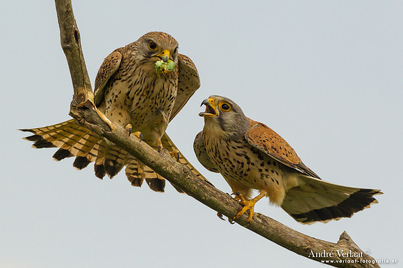 Torenvalk / Kestrel - Tiszagyenda