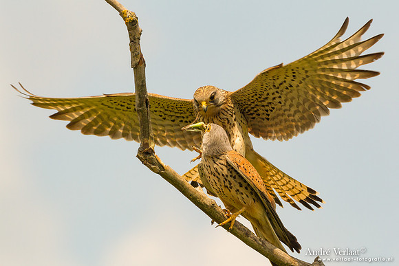 Torenvalk / Kestrel - Tiszagyenda