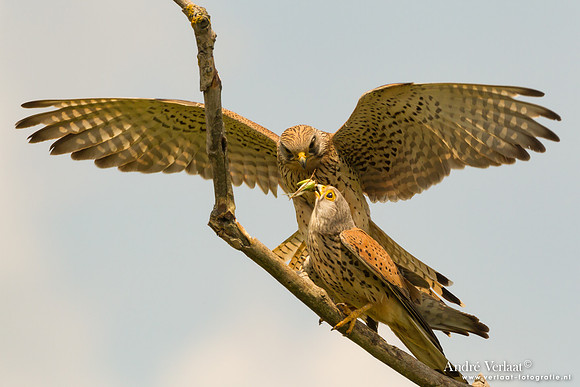 Torenvalk / Kestrel - Tiszagyenda