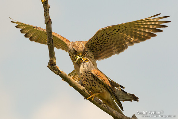 Torenvalk / Kestrel - Tiszagyenda