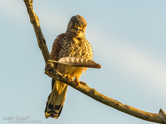 Torenvalk / Kestrel - Tiszagyenda