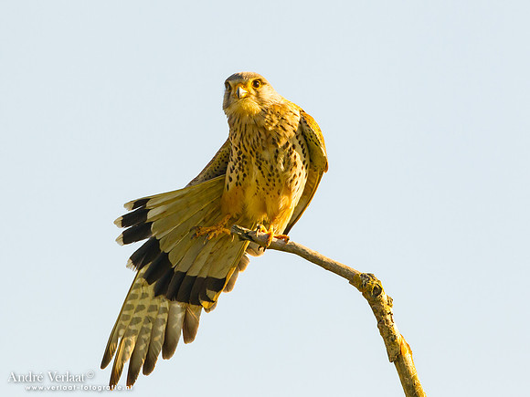 Torenvalk / Kestrel - Tiszagyenda