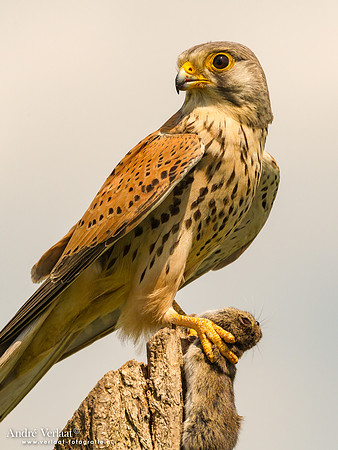 Torenvalk / Kestrel - Tiszagyenda