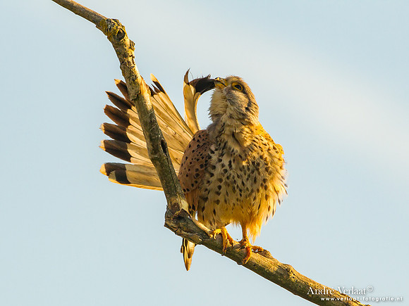 Torenvalk - Kestrel - Tiszagyenda