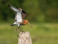 Grutto / Black-tailed Godwit - Wognum