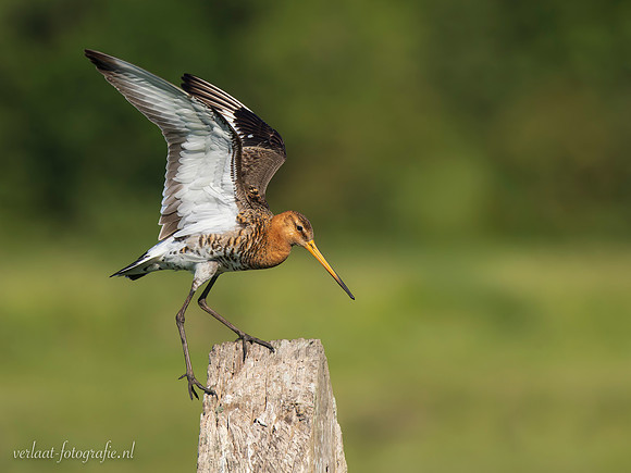 Grutto / Black-tailed Godwit - Wognum