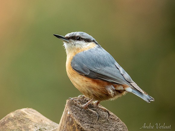 Boomklever / Nuthatch - Oss