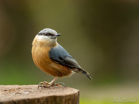 Boomklever / Nuthatch - Oss
