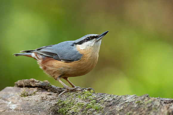Boomklever / Nuthatch - Oss
