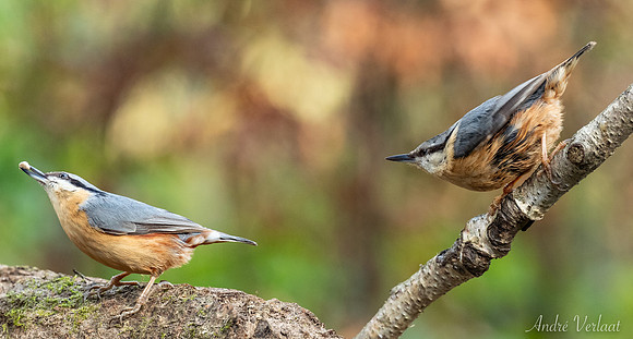 Boomklever / Nuthatch - Oss