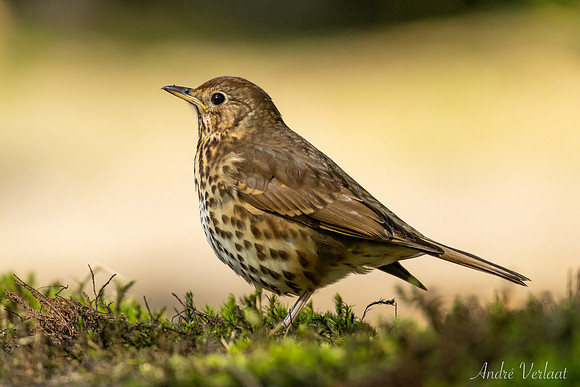 Zanglijster / Song Thrush - Oss