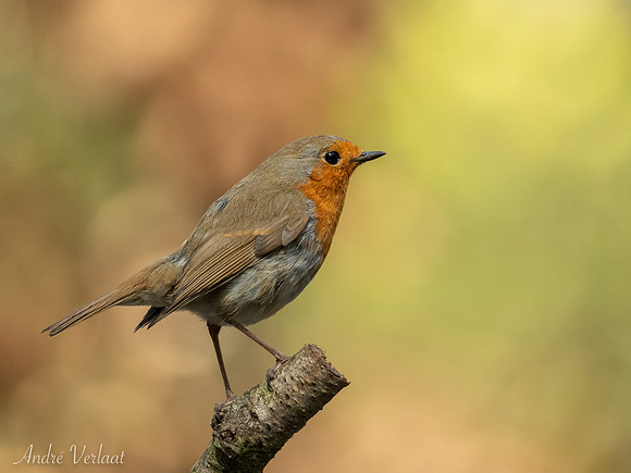 Roodborst / Robin - Oss