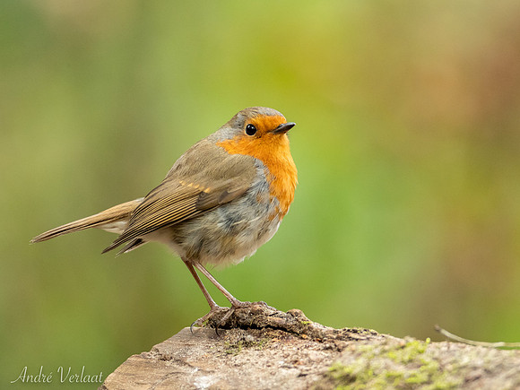Roodborst / Robin - Oss