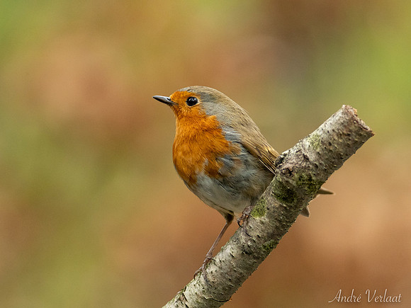Roodborst / Robin - Oss