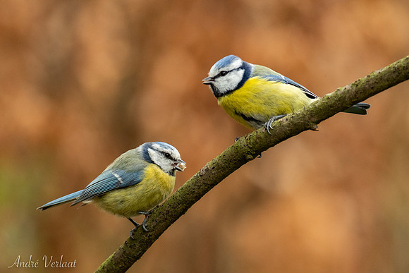 Pimpelmees / Blue Tit - Oss