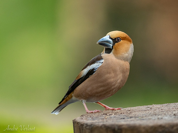 Appelvink / Hawfinch - Oss