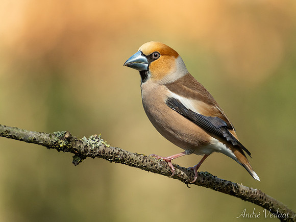 Appelvink / Hawfinch - Oss
