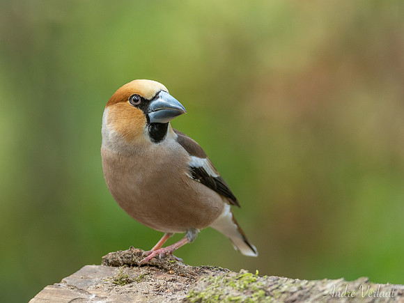 Appelvink / Hawfinch - Oss