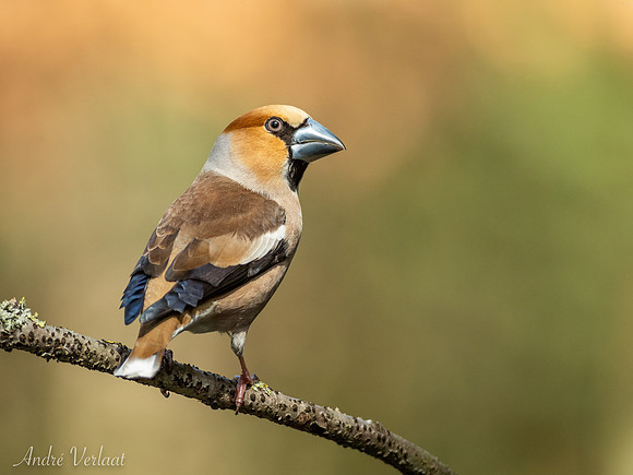 Appelvink / Hawfinch - Oss