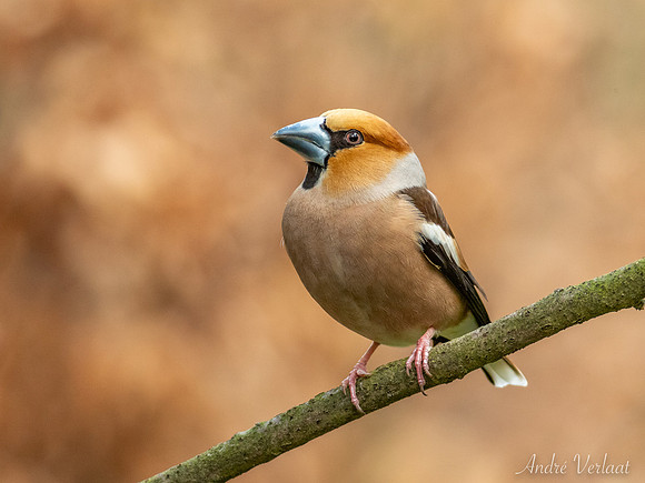 Appelvink / Hawfinch - Oss