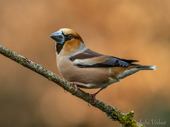 Appelvink / Hawfinch - Oss