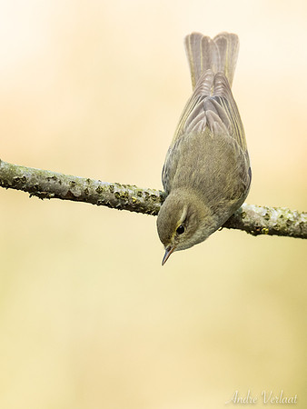Fitis / Willow Warbler - Oss