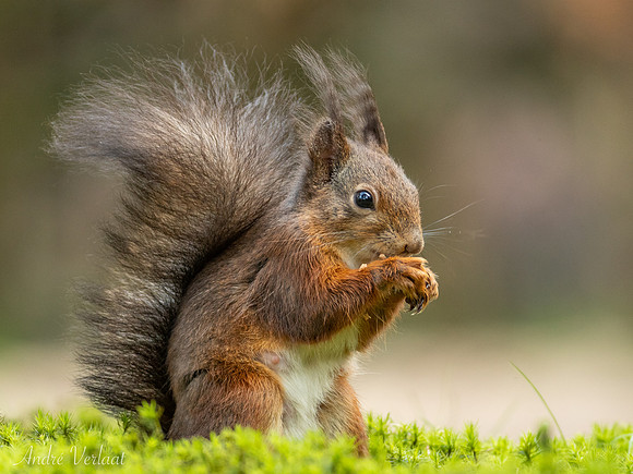 Eekhoorn / Red Squirrel - Oss
