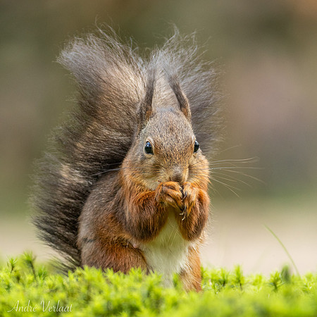 Eekhoorn / Red Squirrel - Oss