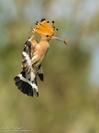 Hop / Hoopoe - Tiszagyenda