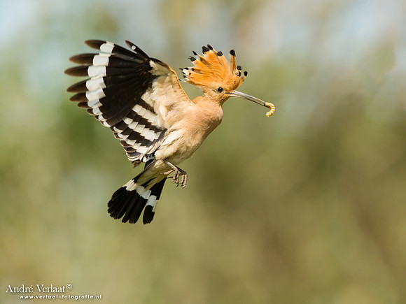 Hop / Hoopoe - Tiszagyenda
