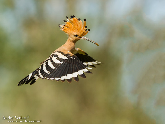 Hop / Hoopoe - Tiszagyenda