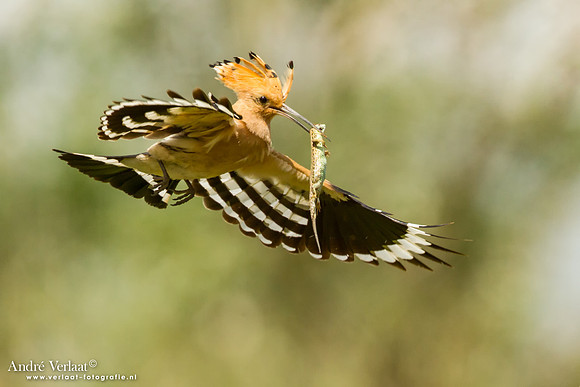 Hop / Hoopoe - Tiszagyenda