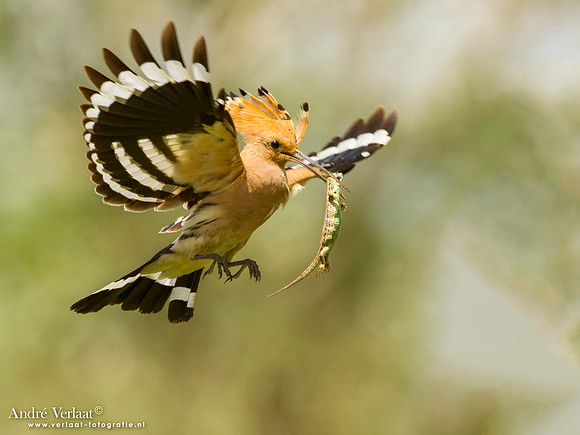 Hop / Hoopoe - Tiszagyenda