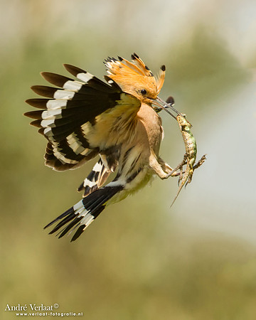 Hop / Hoopoe - Tiszagyenda