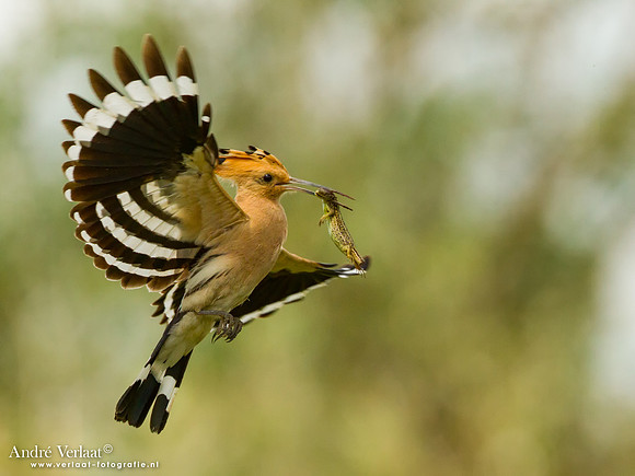 Hop / Hoopoe - Tiszagyenda