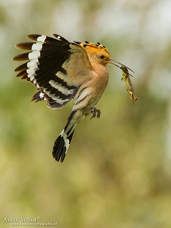 Hop / Hoopoe - Tiszagyenda