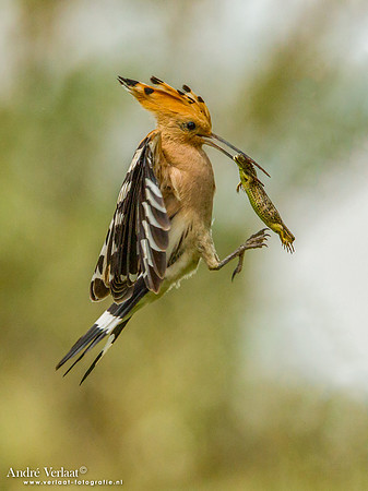Hop / Hoopoe - Tiszagyenda